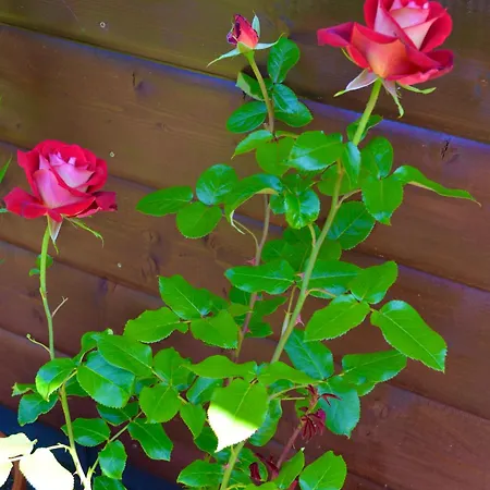 Alloggio in famiglia Sobie Na Wyspie Danzica