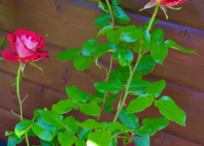 Ubytování v soukromí Sobie Na Wyspie Gdaňsk